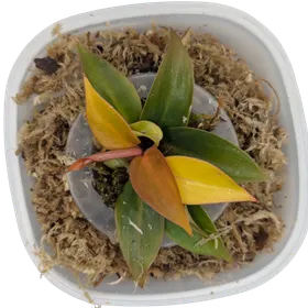 Baby Philodendron erubescens Sun Red